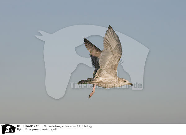 flying European herring gull / THA-01913