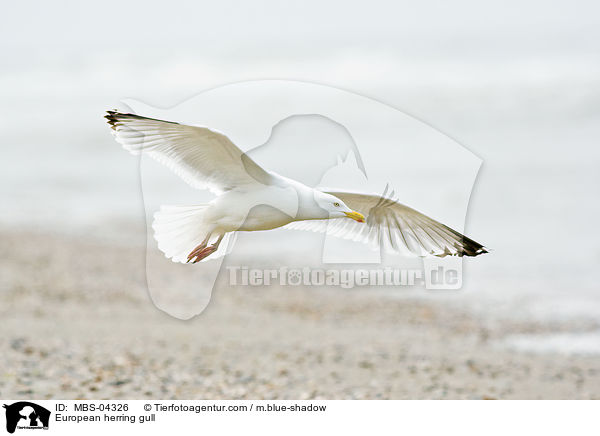 European herring gull / MBS-04326