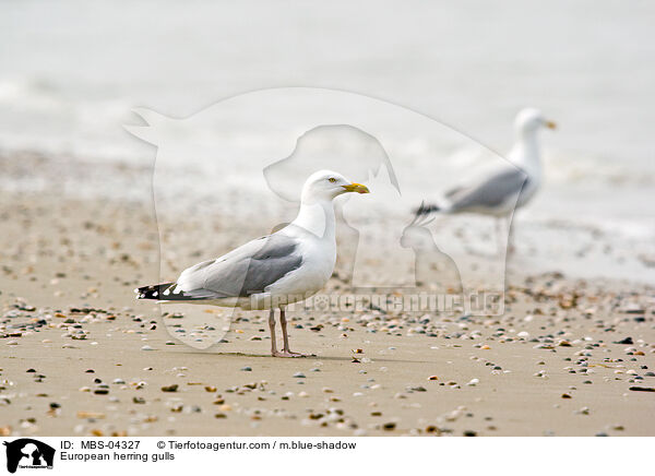 European herring gulls / MBS-04327