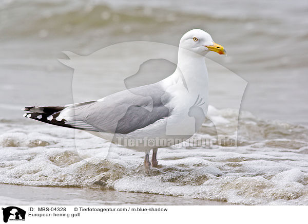 European herring gull / MBS-04328
