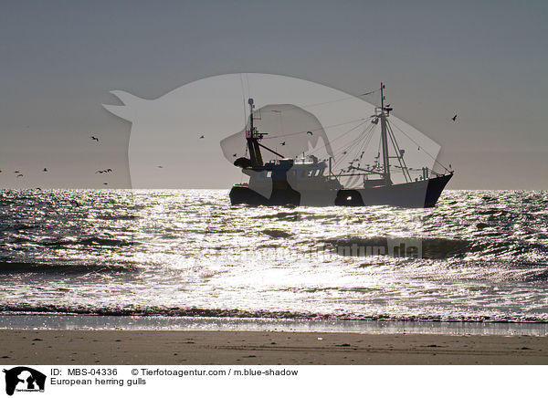 European herring gulls / MBS-04336