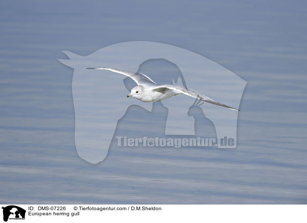 European herring gull / DMS-07226