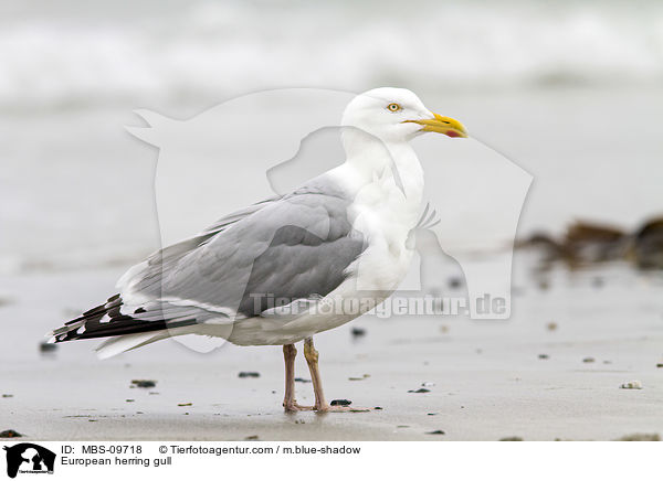 European herring gull / MBS-09718