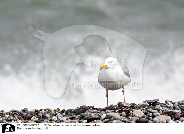 Silbermwe / European herring gull / MBS-09721