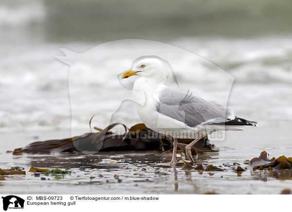 European herring gull / MBS-09723
