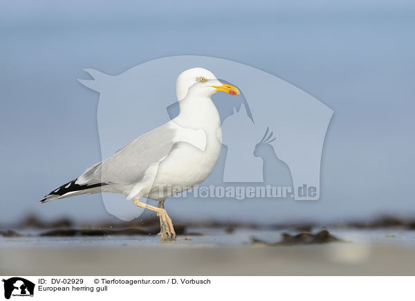 European herring gull / DV-02929