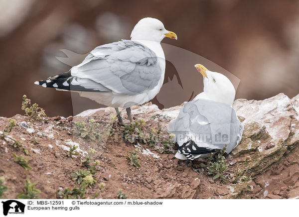 European herring gulls / MBS-12591