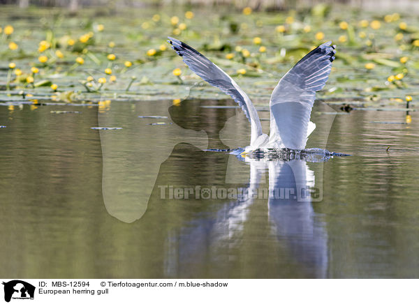 European herring gull / MBS-12594
