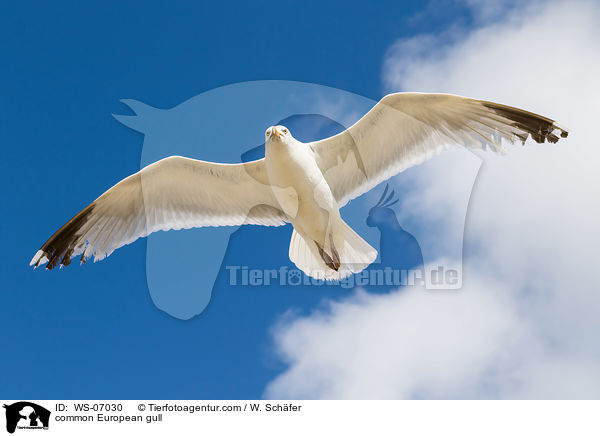 common European gull / WS-07030