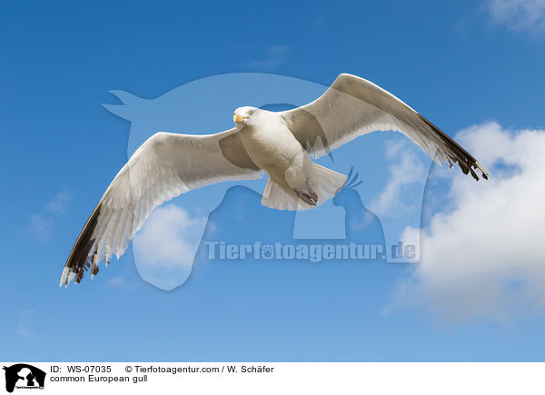 common European gull / WS-07035