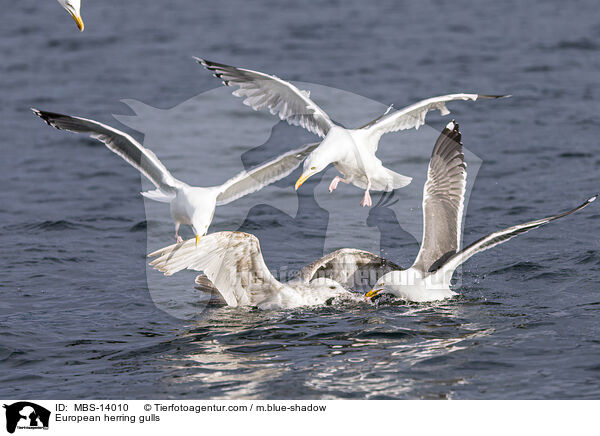 European herring gulls / MBS-14010