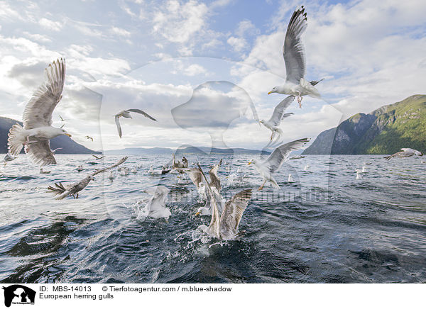 European herring gulls / MBS-14013