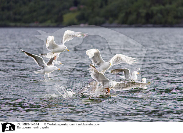 European herring gulls / MBS-14014