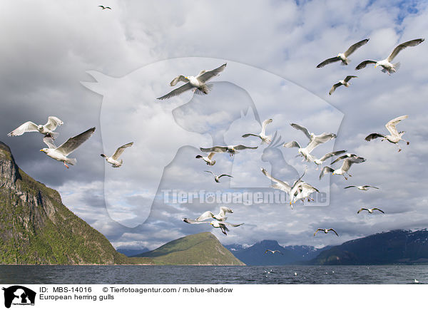 European herring gulls / MBS-14016
