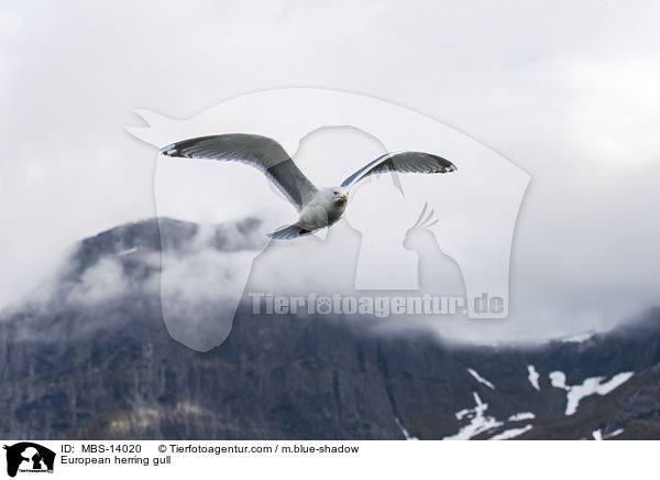 European herring gull / MBS-14020