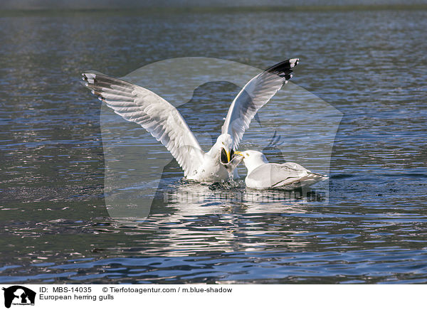 European herring gulls / MBS-14035