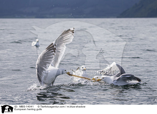 European herring gulls / MBS-14041