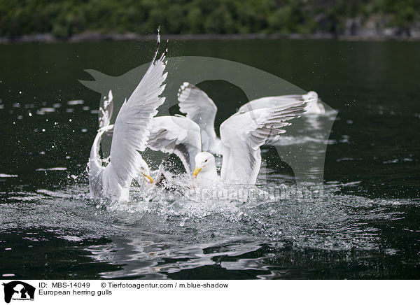 European herring gulls / MBS-14049
