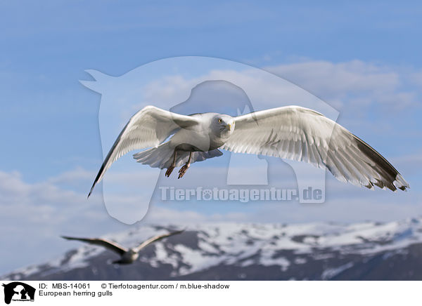 European herring gulls / MBS-14061