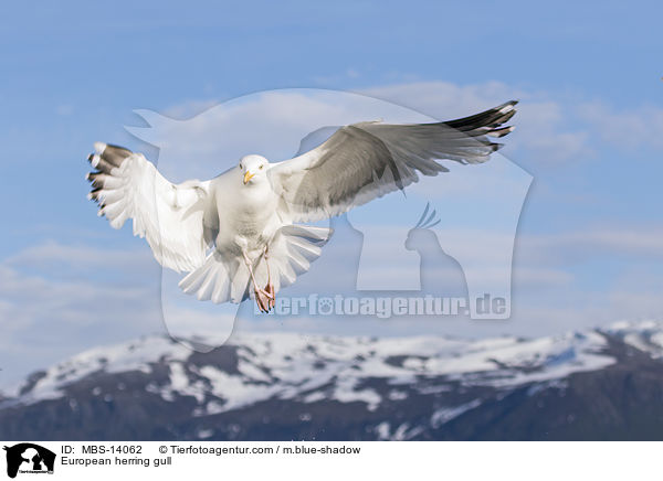 European herring gull / MBS-14062
