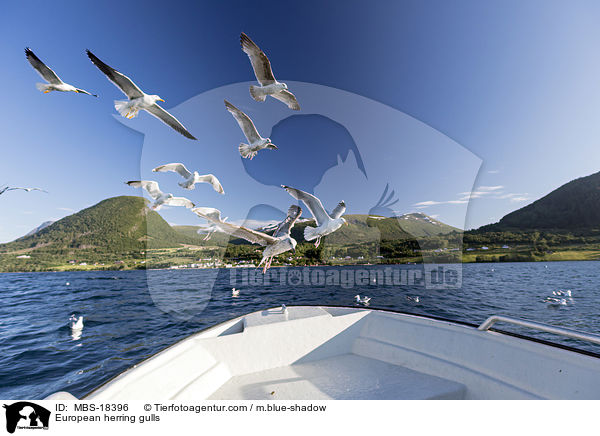 European herring gulls / MBS-18396