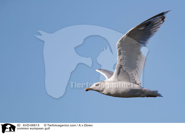 common european gull / AVD-06613