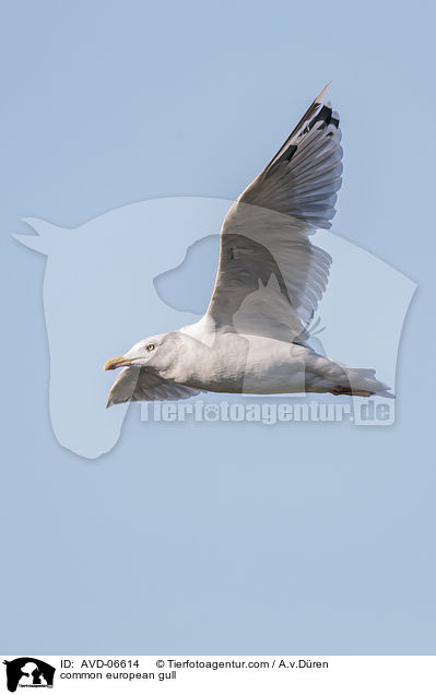 common european gull / AVD-06614