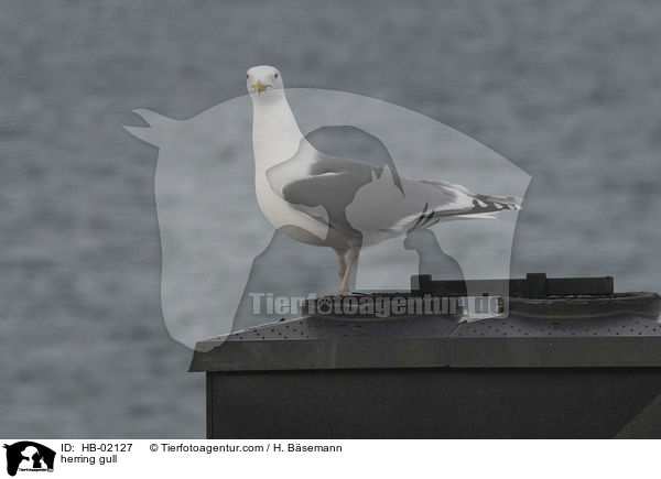 herring gull / HB-02127