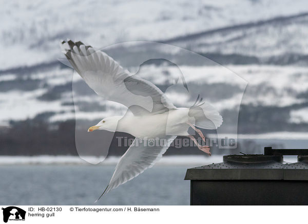 herring gull / HB-02130