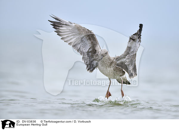 European Herring Gull / DV-03836