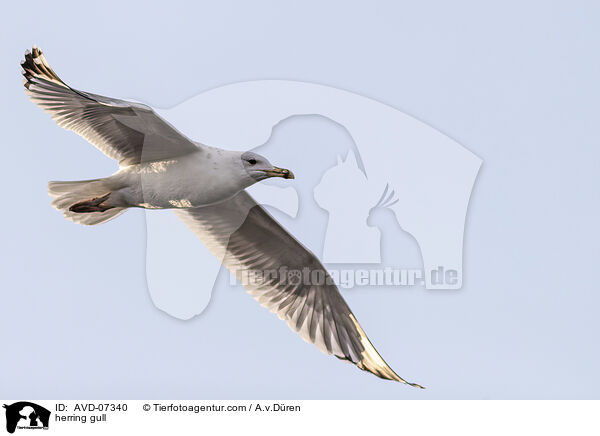 herring gull / AVD-07340