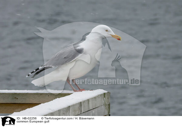 Silbermwe / common European gull / HB-02256