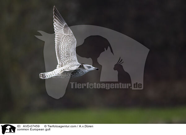 common European gull / AVD-07459