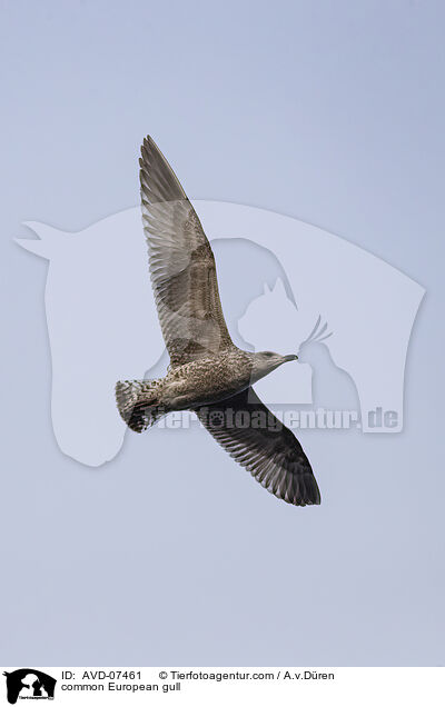 common European gull / AVD-07461