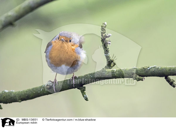 Rotkehlchen / European robin / MBS-13651