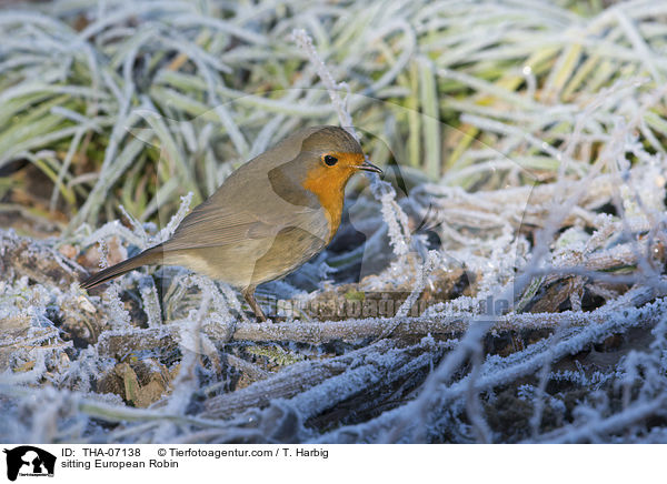 sitzendes Rotkehlchen / sitting European Robin / THA-07138