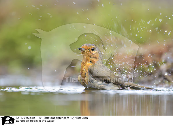 Rotkehlchen im Wasser / European Robin in the water / DV-03689
