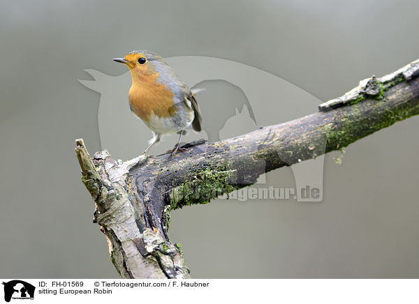 sitzendes Rotkehlchen / sitting European Robin / FH-01569