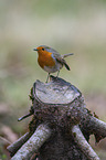 European robin