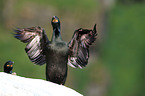 European shag