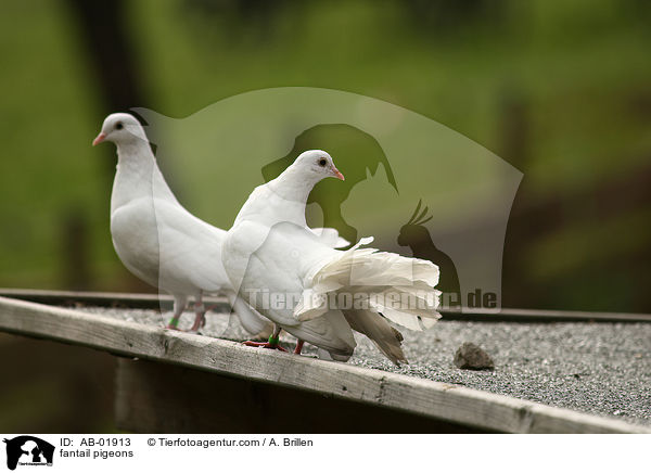Pfautauben / fantail pigeons / AB-01913