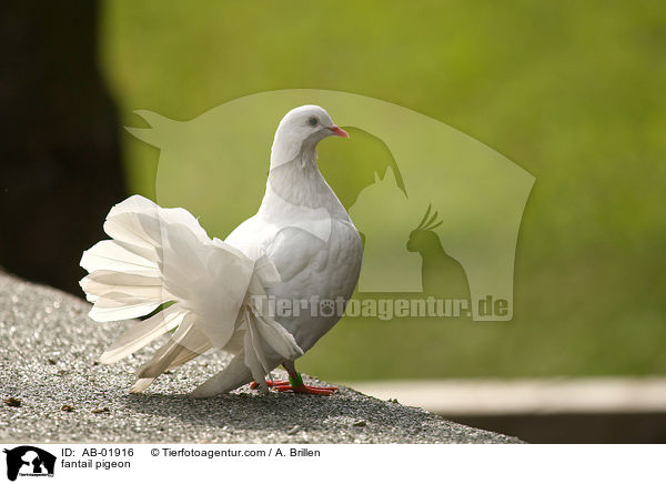 Pfautaube / fantail pigeon / AB-01916