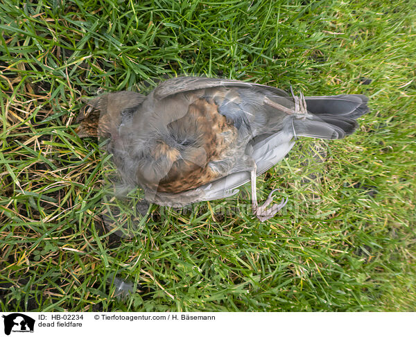 tote Wacholderdrossel / dead fieldfare / HB-02234