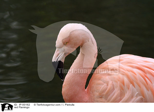 red Flamingo / IP-00162