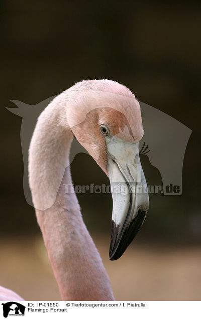 Flamingo Portrait / IP-01550