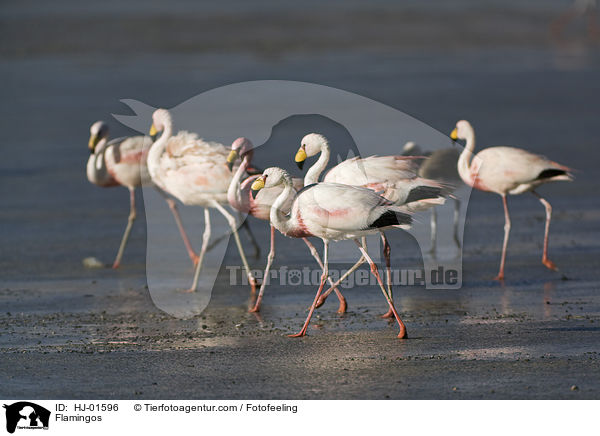 Flamingos / Flamingos / HJ-01596