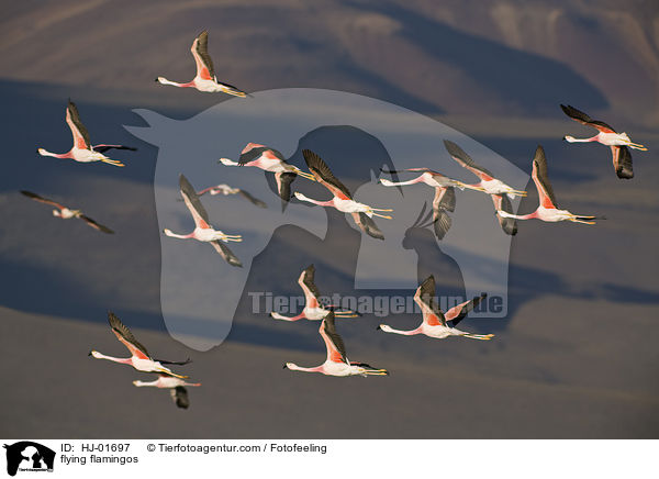 fliegende Flamingos / flying flamingos / HJ-01697