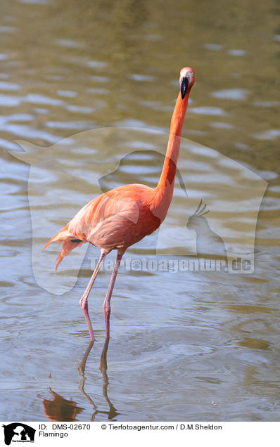 Flamingo / Flamingo / DMS-02670
