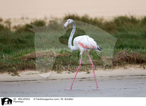 Flamingo / WS-05542