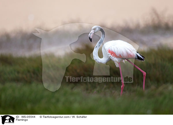 Flamingo / WS-05544